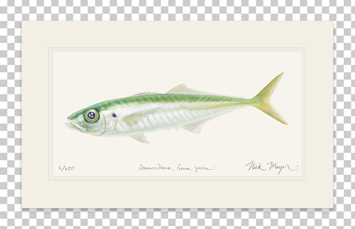 Mackerel Sardine PNG, Clipart, Fin, Fish, Mackerel, Organism, Others Free PNG Download