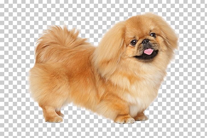 Pekingese Puppy Russkiy Toy Little Lion Dog Dog Breed PNG, Clipart, Ancient Dog Breeds, Breed, Carnivoran, Chinese Imperial Dog, Companion Dog Free PNG Download