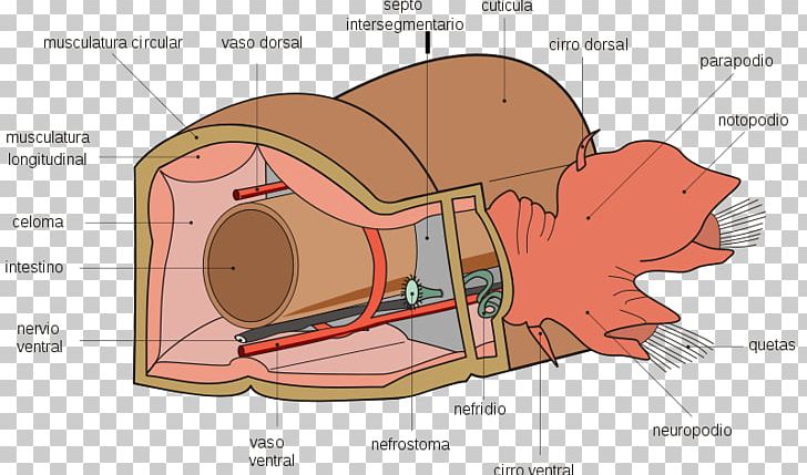 Polychaete Earthworms Anatomy Riftia Pachyptila PNG, Clipart,  Free PNG Download