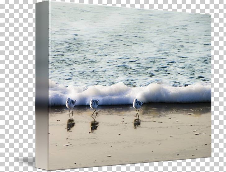 Seabird Frames Gallery Wrap Three Little Birds PNG, Clipart, Animals, Art, Bird, Calm, Canvas Free PNG Download