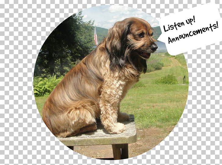 Cavalier King Charles Spaniel Tibetan Spaniel Dog Breed Companion Dog PNG, Clipart, Breed, Carnivoran, Cavalier King Charles Spaniel, Companion Dog, Crossbreed Free PNG Download