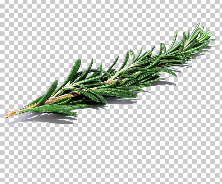 Rosemary Herb Drawing PNG, Clipart, Agastache Foeniculum, Biological, Biological Rosemary Grass, Bouquet Of Flowers, Flower Free PNG Download