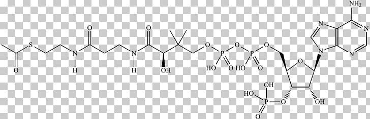 Acetyl-CoA Coenzyme A Acetyl Group Citric Acid Cycle PNG, Clipart, Acetylcoa, Acetyl Group, Acylcoa, Acyl Group, Angle Free PNG Download
