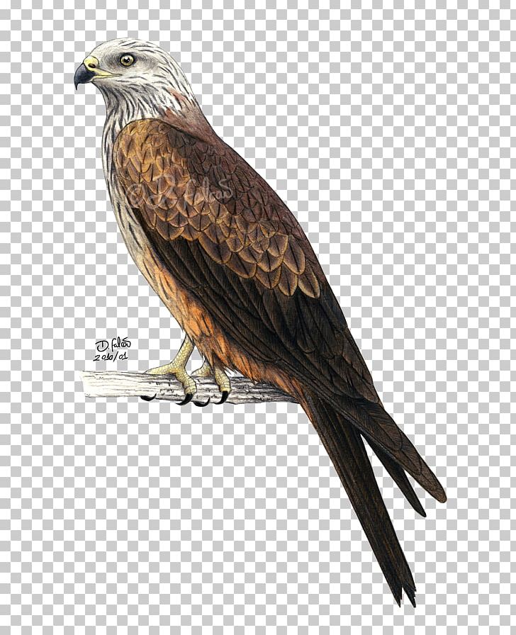 Bald Eagle Bird Red Kite Black Kite PNG, Clipart, Accipitridae, Accipitriformes, Animals, Bald Eagle, Beak Free PNG Download