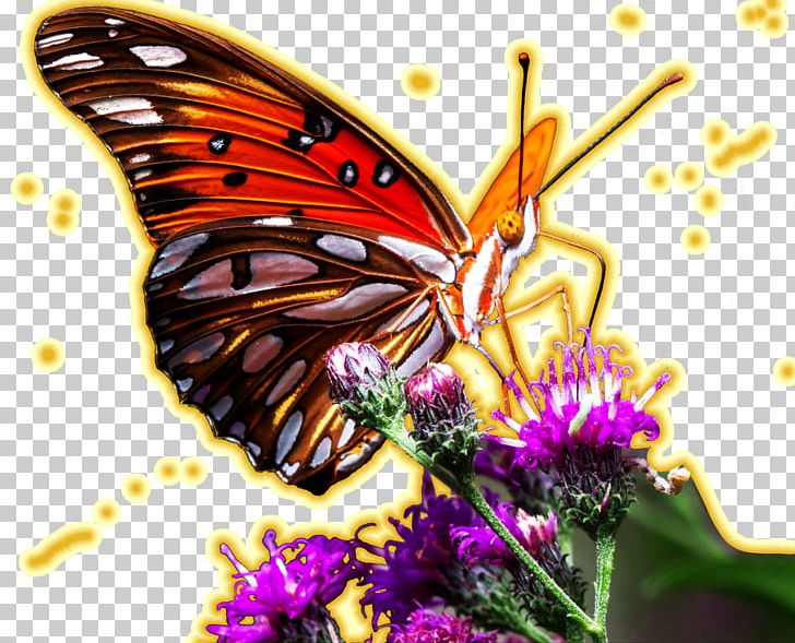 Monarch Butterfly Pieridae Insect Brush-footed Butterflies PNG, Clipart, Arthropod, Brush Footed Butterfly, Butterfly, Flower, Fritillaries Free PNG Download