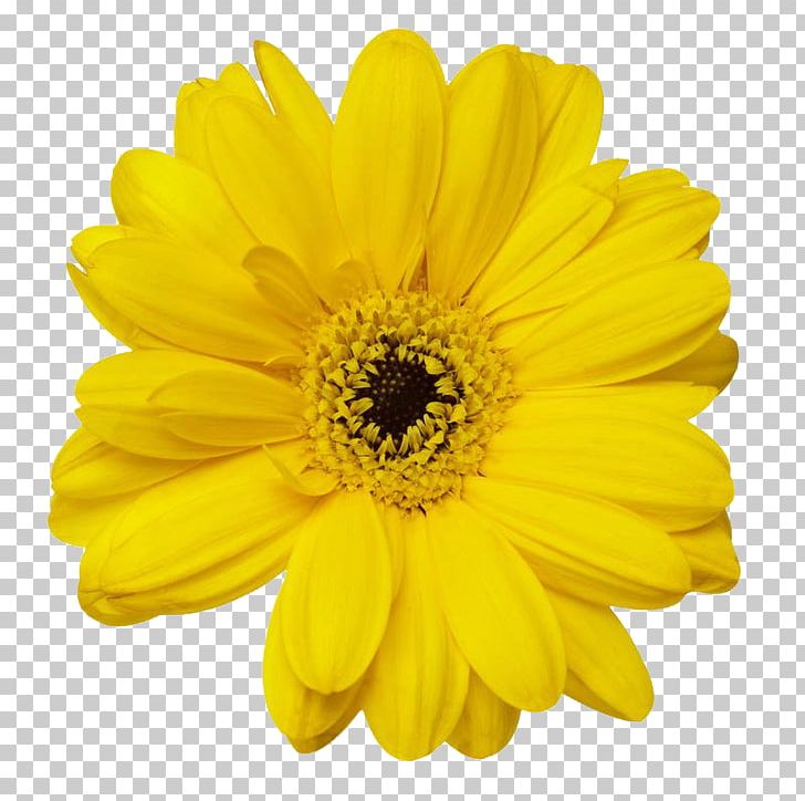 Stock Photography Yellow PNG, Clipart, Black And White, Chrysanthemum, Chrysanths, Color, Common Daisy Free PNG Download