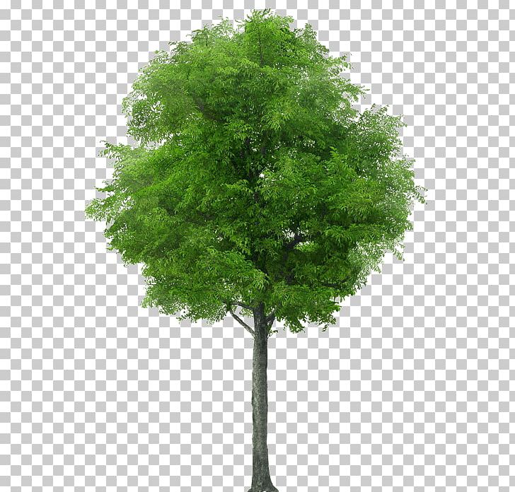 Tree Stock Photography PNG, Clipart, Alder, Ash, Branch, Desktop Wallpaper, Evergreen Free PNG Download