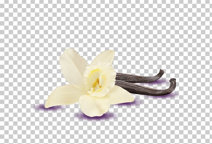 Vanilla Mousse Custard Chocolate Pudding Banana Pudding PNG, Clipart, Banana Pudding, Chocolate, Chocolate Pudding, Custard, Flavor Free PNG Download