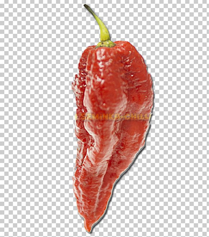 Chili Pepper Infinity Chili Trinidad Moruga Scorpion Trinidad Scorpion Butch T Pepper Naga Morich PNG, Clipart, Bell Peppers And Chili Peppers, Bhut Jolokia, Chili Pepper, Flesh, Food Free PNG Download