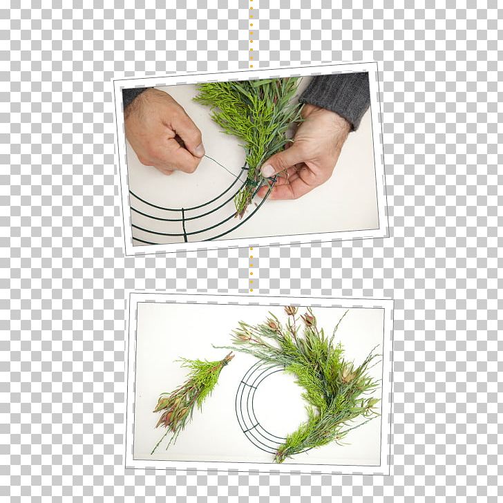 Flowerpot Herb PNG, Clipart, Christmas Ornament, Flowerpot, Herb, Pine Branches Creative, Plant Free PNG Download