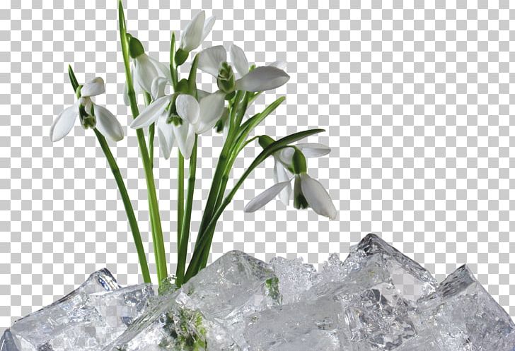 Snowdrop PNG, Clipart, Flora, Floral Design, Flower, Flowering Plant, Galanthus Free PNG Download