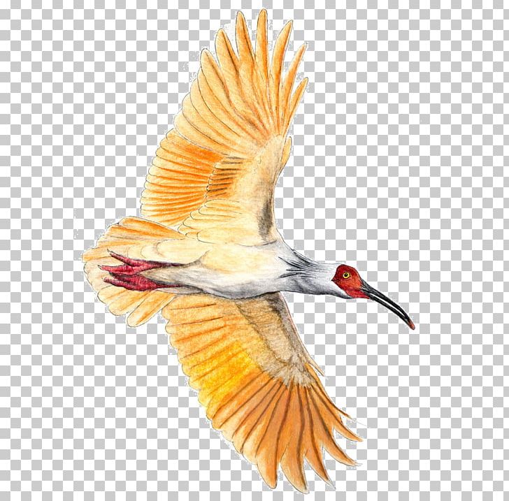 Beak Bird Crested Ibis PNG, Clipart, African Sacred Ibis, Animals, Beak, Bird, Bird Fly Free PNG Download