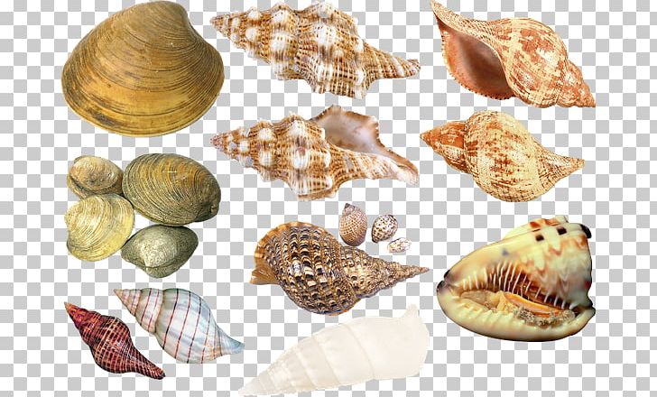 Cockle Seashell Conchology Sea Snail PNG, Clipart, Animals, Clams Oysters Mussels And Scallops, Cockle, Conch, Conchology Free PNG Download