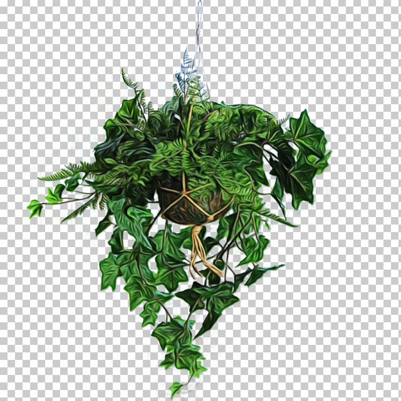 Ivy PNG, Clipart, Anthurium, Flower, Flowerpot, Herb, Holly Free PNG Download