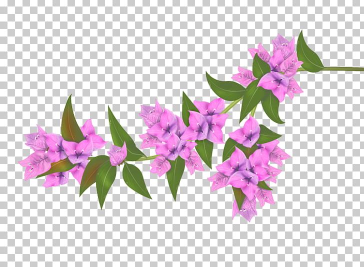 Bougainvillea Flower PNG, Clipart, Bougainvillea, Branch, Digital Image, Drawing, Floral Design Free PNG Download