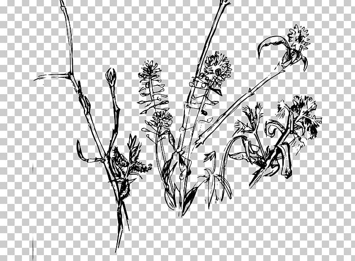 Drawing Flower PNG, Clipart, Black And White, Branch, Cotton Plant Drawing, Drawing, Flora Free PNG Download