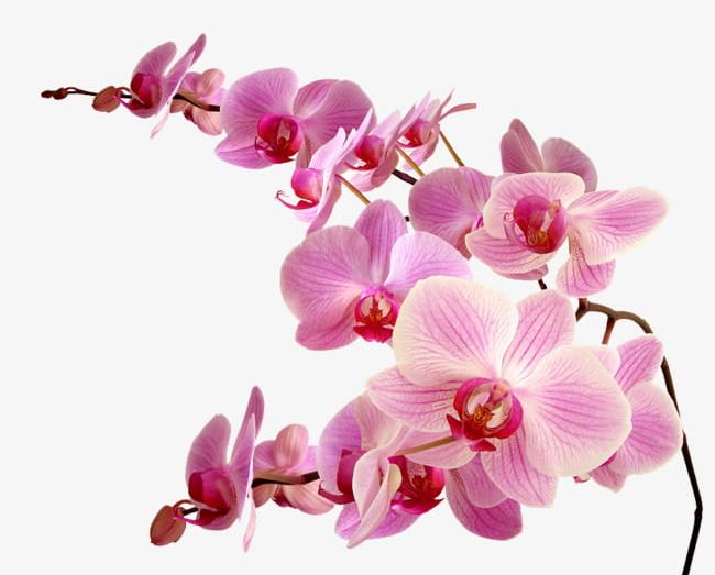 Pink Orchid Flower PNG, Clipart, A Flower, Beautiful, Beautiful Flowers, Bones, Flower Free PNG Download