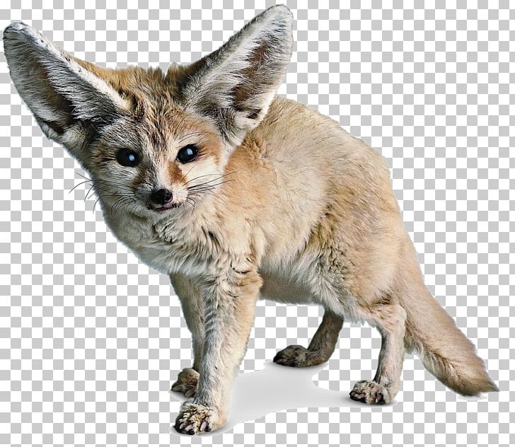 Red Fox Fennec Fox Sahara PNG, Clipart, Animal, Animals, Carnivoran, Computer Icons, Desert Free PNG Download