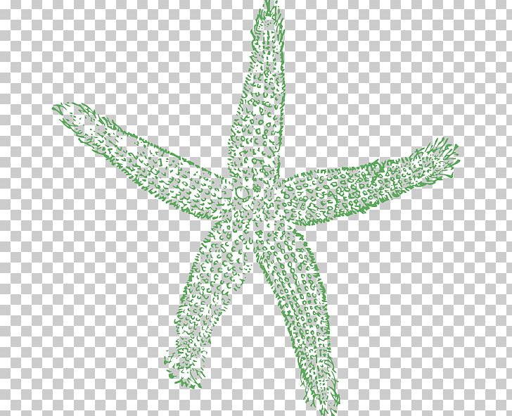 Starfish PNG, Clipart, Cartoon, Echinoderm, Fish, Green, Gulls Free PNG Download