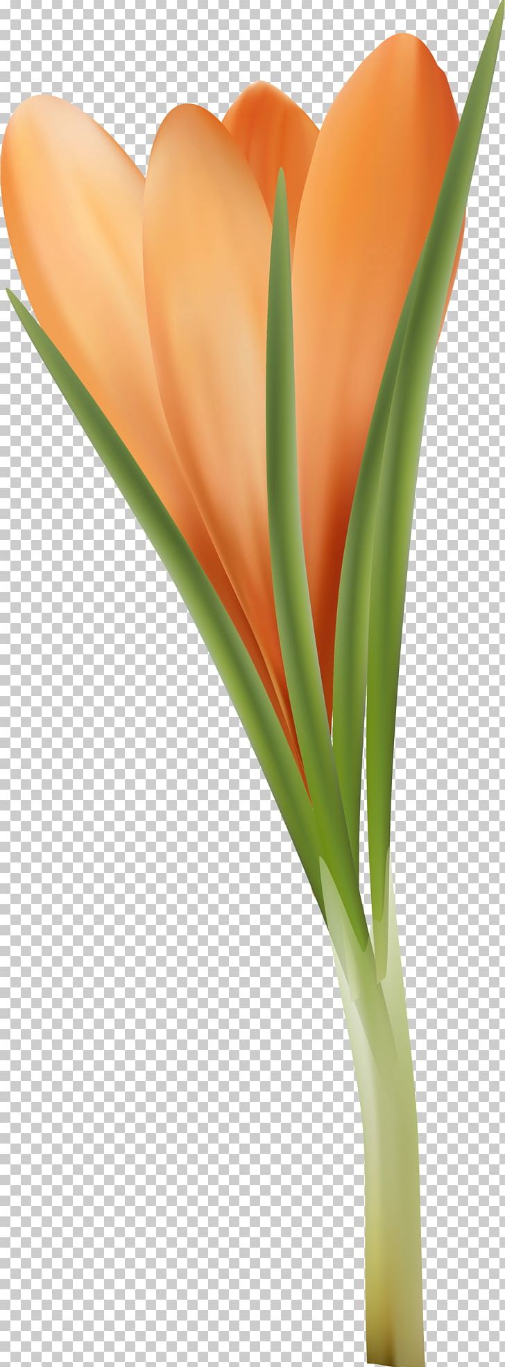 Tulip Orange Flower Red PNG, Clipart, Blue, Blue Rose, Closeup, Color, Crocus Free PNG Download