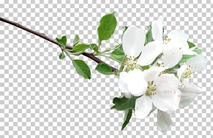 Twig Cut Flowers Plant Stem Rose Family PNG, Clipart, Blossom, Branch, Cherries, Cherry Blossom, Cut Flowers Free PNG Download