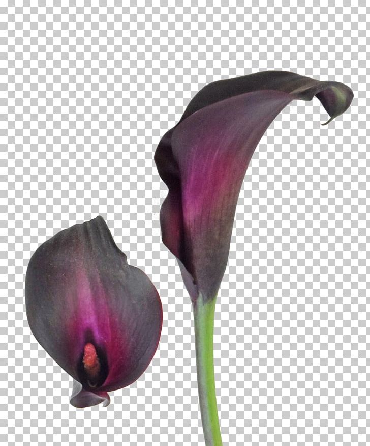 Arum-lily Tiger Lily Bulb Callalily Flower PNG, Clipart, Arumlily, Black, Bulb, Calla Lily, Callalily Free PNG Download