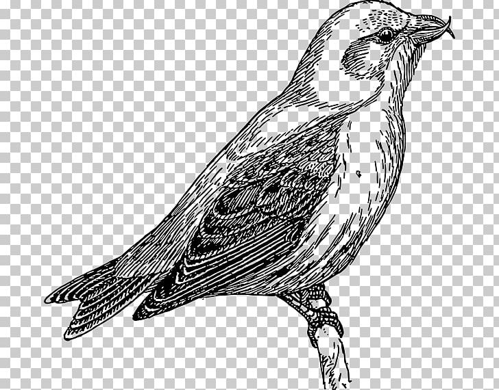 Common Cuckoo PNG, Clipart, Art, Beak, Bird, Black And White, Common Cuckoo Free PNG Download