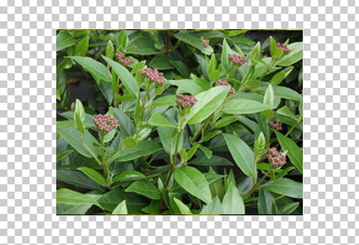 Leaf Herb Groundcover PNG, Clipart, Groundcover, Herb, Leaf, Plant, Viburnum Tinus Free PNG Download