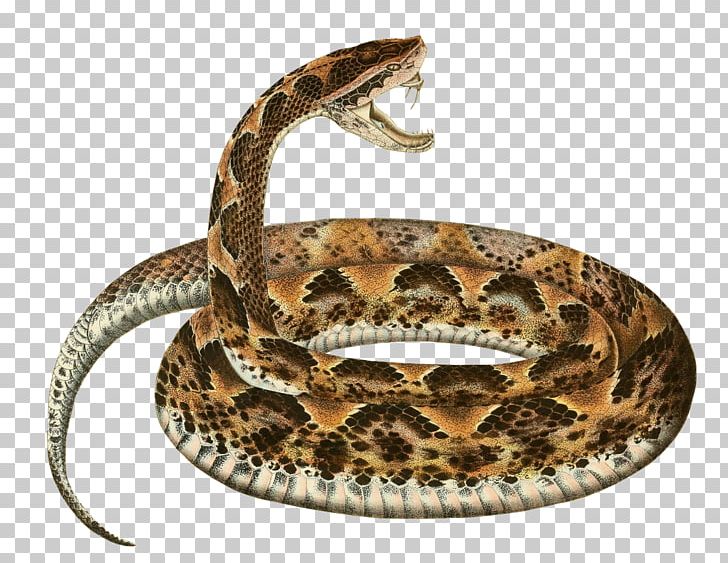 Rattlesnake Boa Constrictor Calloselasma Rhodostoma Hognose Snake PNG, Clipart, Animals, Boa Constrictor, Boas, Bushmasters, Calloselasma Rhodostoma Free PNG Download