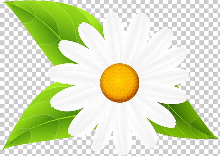 Sunflower M PNG, Clipart, Daisy, Daisy Family, Flower, Flowering Plant, Leaves And Flowers Free PNG Download
