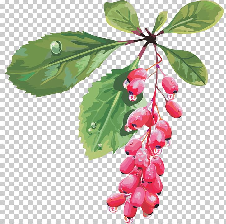 Barberry Fruit Cherry Red Mulberry PNG, Clipart, Barberry, Berries, Berry, Bilberry, Blackberry Free PNG Download