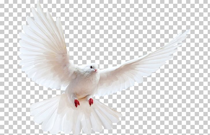 Columbidae Domestic Pigeon Bird Release Dove PNG, Clipart, Animals, Beak, Bird, Bird Flight, Columbidae Free PNG Download