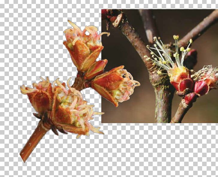 Flower Tree Silver Maple Bud Twig PNG, Clipart, Artificial Flower, Blossom, Branch, Bud, Cut Flowers Free PNG Download
