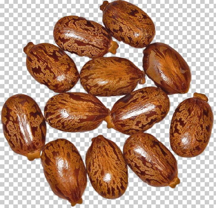 Ricinus Castor Oil Seed Drumstick Tree PNG, Clipart, Bean, Camel, Castor, Castor Oil, Castor Oil Seed Free PNG Download