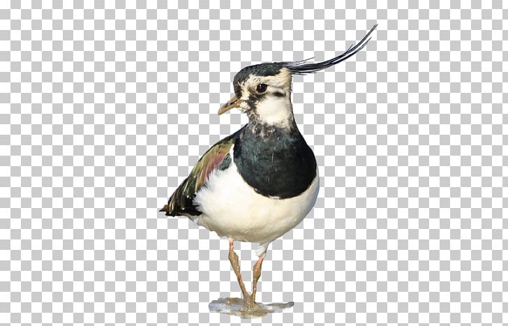 Wader Seabird Water Bird Beak PNG, Clipart, 2016, Beak, Bird, Charadriiformes, Conservation Free PNG Download