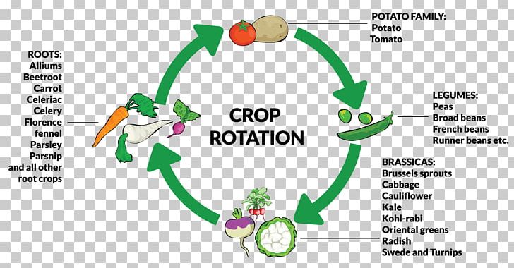 Chicory Crop Rotation Plant Root PNG, Clipart, Agriculture, Area, Bean, Brand, Chicory Free PNG Download