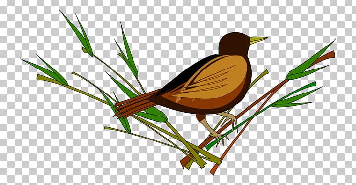 Computer Icons PNG, Clipart, Animals, Beak, Bird, Branch, Computer Graphics Free PNG Download