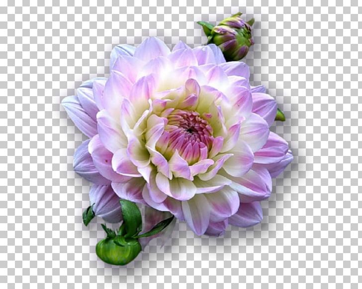 Dahlia Animaatio Cut Flowers PNG, Clipart, Animaatio, Annual Plant, Aster, Chrysanthemum, Cicek Free PNG Download