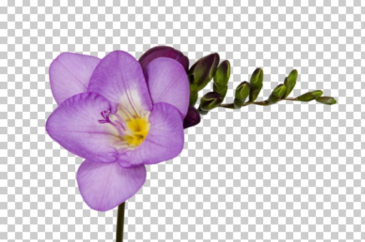 Freesia Crocus Cut Flowers Seed Bulb PNG, Clipart, Blossom, Bud, Bulb, Crocus, Cut Flowers Free PNG Download