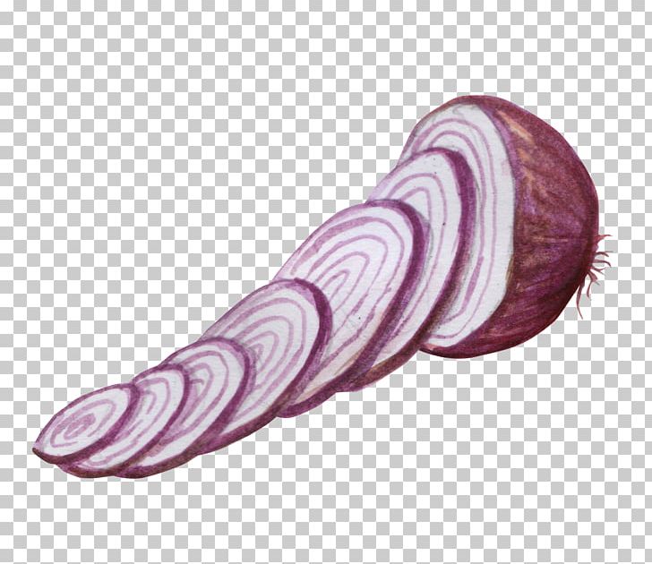 Onion Vegetable Watercolor Painting PNG, Clipart, Chinese Cabbage, Color, Color Painting, Cut, Cut Out Free PNG Download