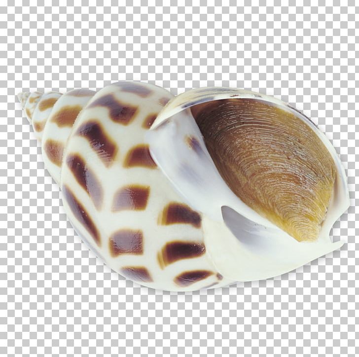 Sea Snail Seafood Seashell PNG, Clipart, Clams Oysters Mussels And Scallops, Conchology, Conch Shell, Designer, Download Free PNG Download