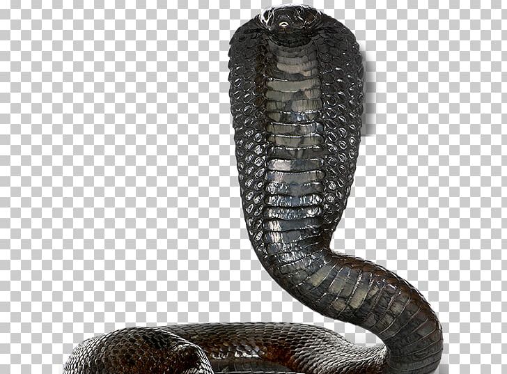 Snakes Egyptian Cobra Stock Photography PNG, Clipart, Boa Constrictor, Boas, Cobra, Cobras, Egyptian Cobra Free PNG Download