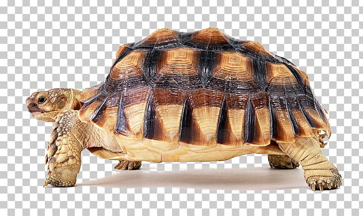 Turtle Reptile Encapsulated PostScript PNG, Clipart, African Spurred Tortoise, Animals, Computer Icons, Desktop Wallpaper, Download Free PNG Download