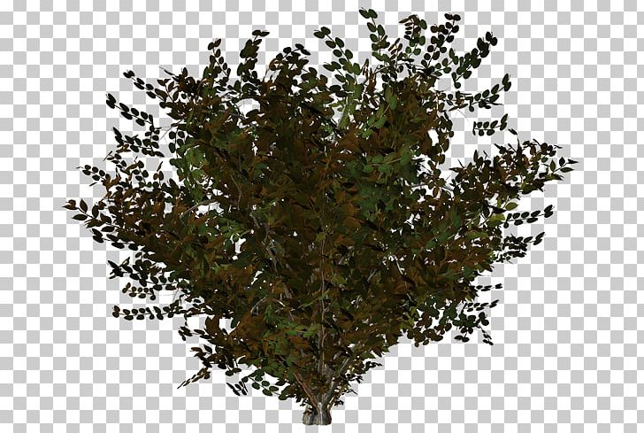 Twig Shrub Tree Plant PNG, Clipart, Branch, Evergreen, Evergreen Marine Corp, Material, Nature Free PNG Download