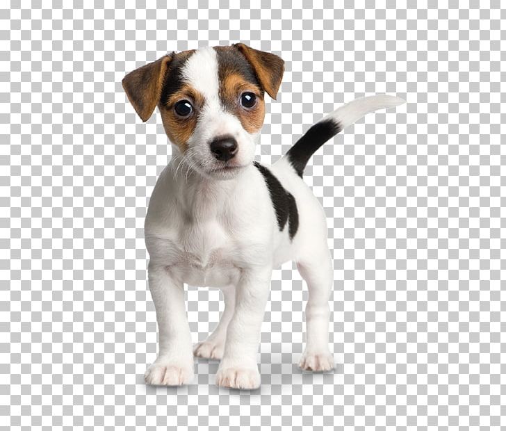 Jack Russell Terrier Parson Russell Terrier Puppy Chihuahua PNG, Clipart, Animals, Beagle, Brazilian Terrier, Carnivoran, Companion Dog Free PNG Download