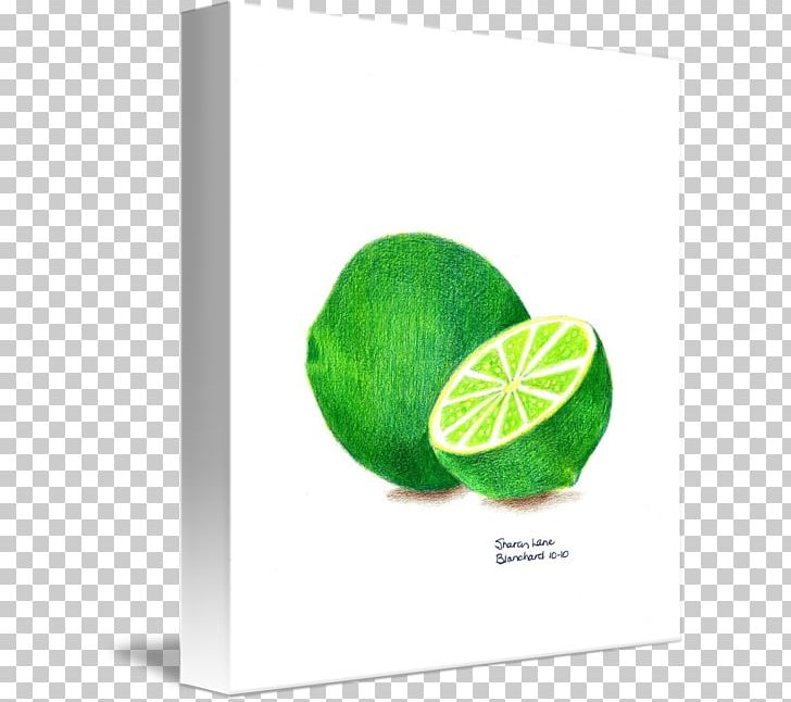 Key Lime Drawing Art Sketch PNG, Clipart, Art, Citric Acid, Citrus, Colored Pencil, Drawing Free PNG Download