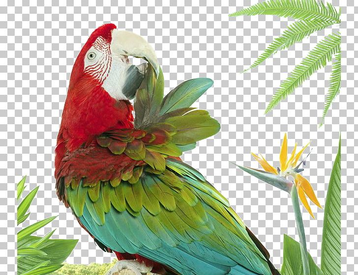 Lovebird Parrot Photographer Animal PNG, Clipart, Animals, Art, Beak, Bird, Common Pet Parakeet Free PNG Download
