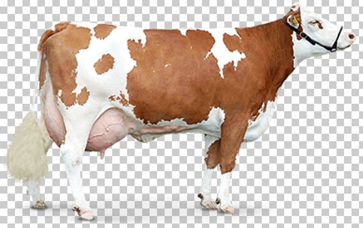 Taurine Cattle PNG, Clipart, Bull, Calf, Cattle, Cattle Like Mammal, Computer Icons Free PNG Download