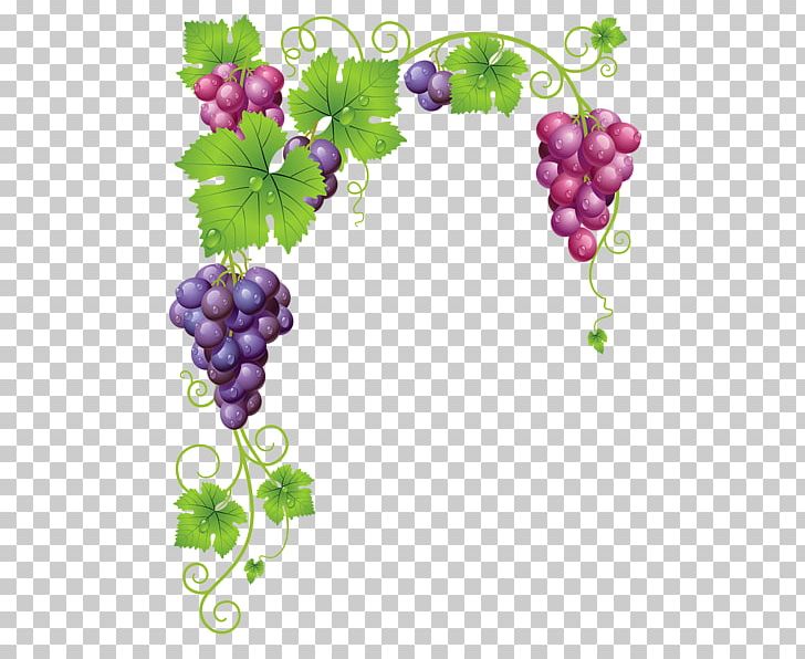 Common Grape Vine Wine Grape Leaves PNG, Clipart, Common Grape Vine, Flowering Plant, Food, Fruit, Grape Free PNG Download