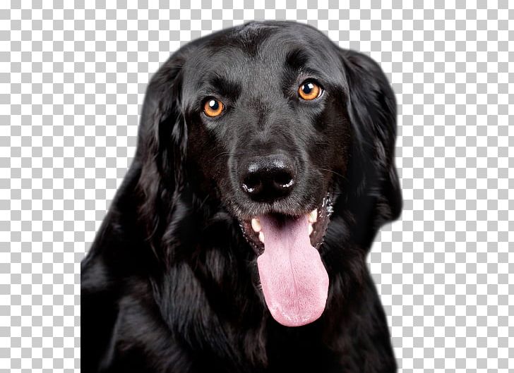Labrador Retriever Dobermann Puppy Dog Food PNG, Clipart, Animals, Black Dog, Carnivoran, Companion Dog, Desktop Wallpaper Free PNG Download